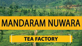 Travel to a Tea Factory